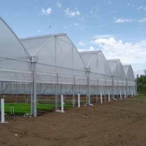 growing plants grass flowers