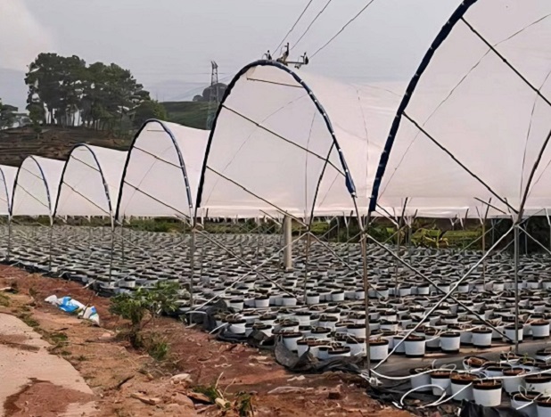 Fruit, Strawberries, blueberries covers