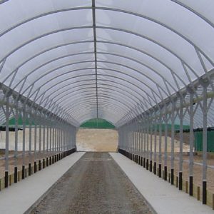 feedout pad for cows dairy